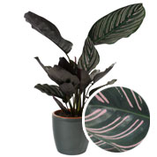 Calathea 'Ornata' + Cache pot Anthracite